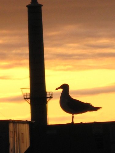 Sea Chicken anyone?