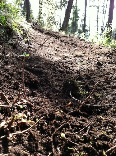 New trail