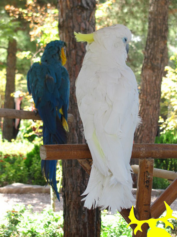 Birds Garden