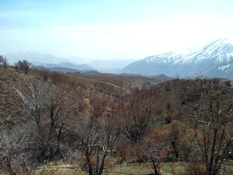 امامه