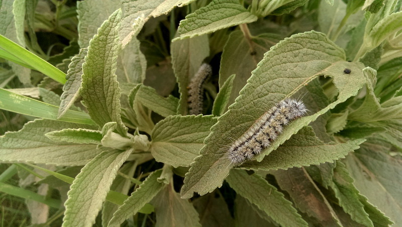 سفرنامه جنگل ابر