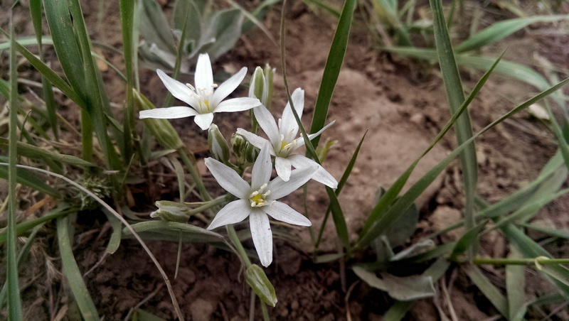 سفرنامه جنگل ابر