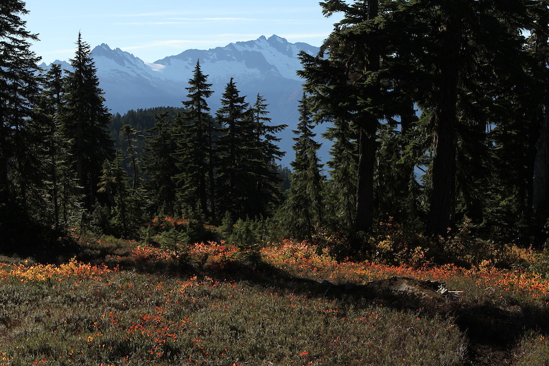 Alpine berm with Tantalus range in the background.