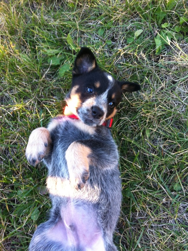 blue heeler husky mix puppies blue heeler siberian husky mix blue heeler husky mix puppies blue heeler siberian husky mix