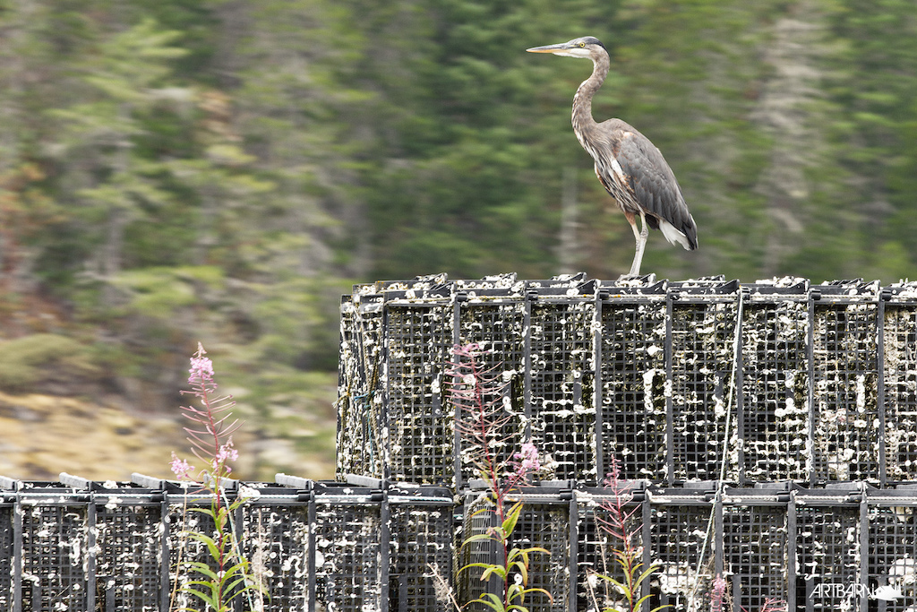 Great Blue Heron perched up on some shell fish culture baskets.
