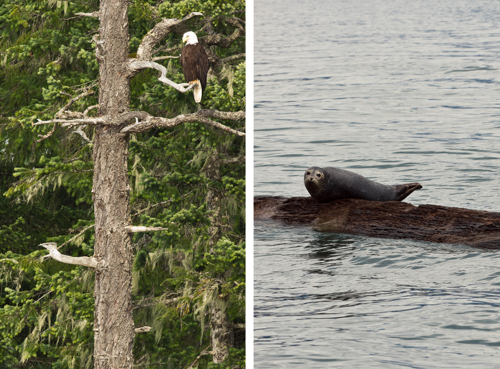 Surprisingly both these animals fall into the predatory category.