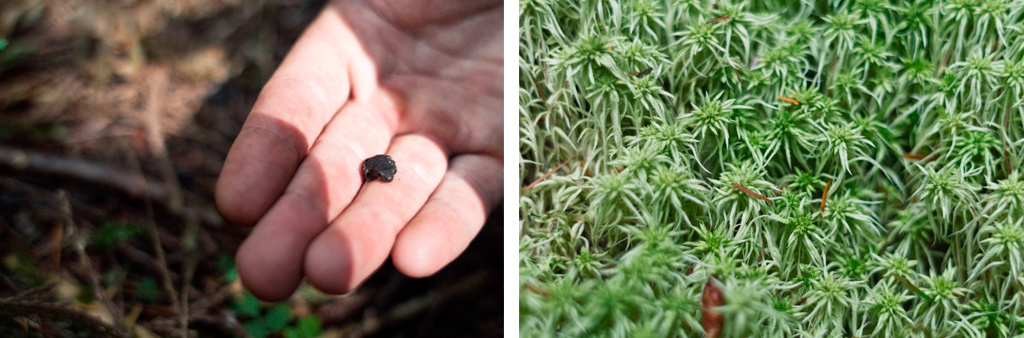 Small frogs living among small forests.