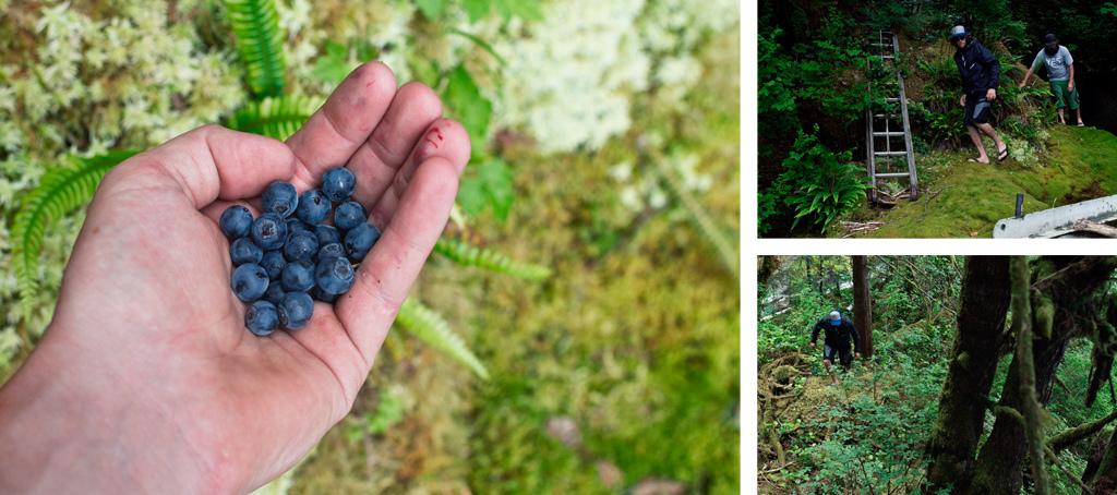 Wild blueberries paired with deep moss and incredibly thick brush.