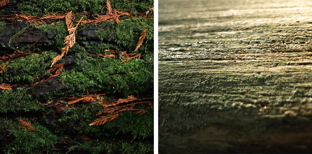 Bark on fallen trees new and old.
