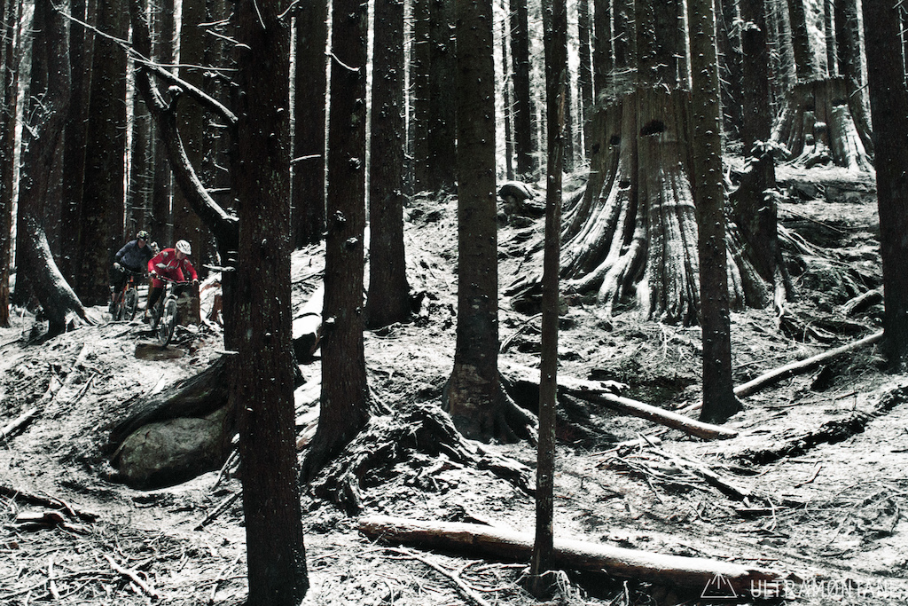 Moving through the bowed trees and past the old-growth stumps
