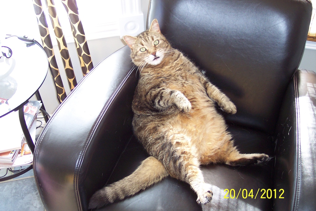Yup...because he can. Cats.:) We didnt have to even pose him.