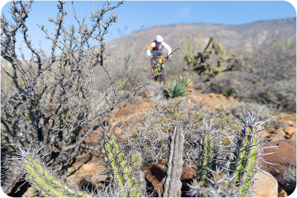 Brian Lopes rides through the cactus at Punta San Carlos.