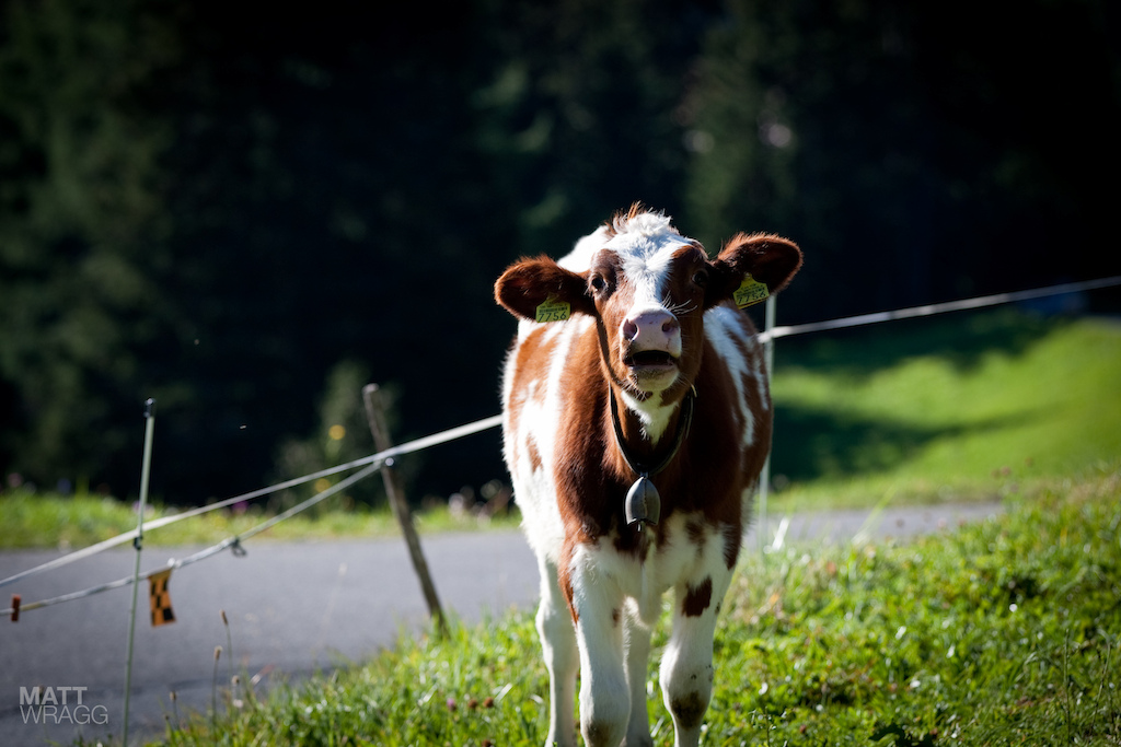 A cow.