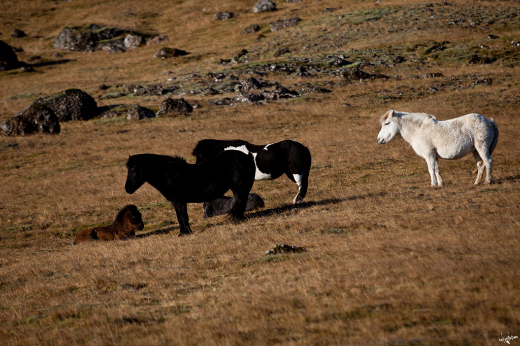 icelandinc horses