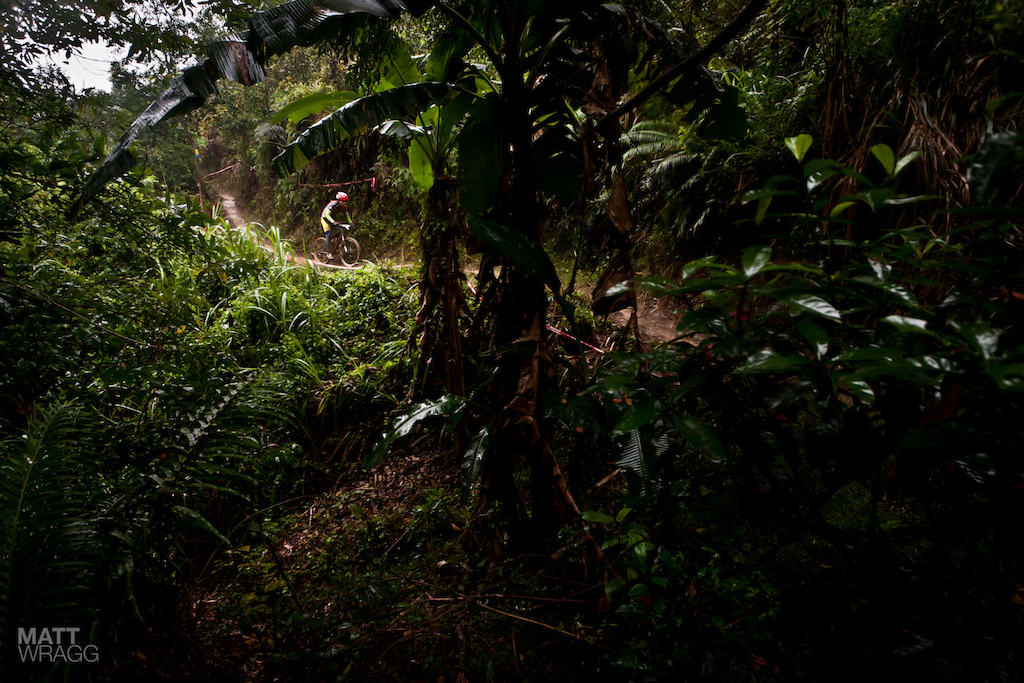 The only way to describe much of the vegetation along the track was jungle.