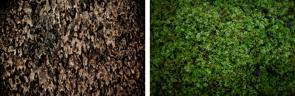 Ancient first growth fir tree. Dark ruddy brown. Ancient moss. Bright alien green.