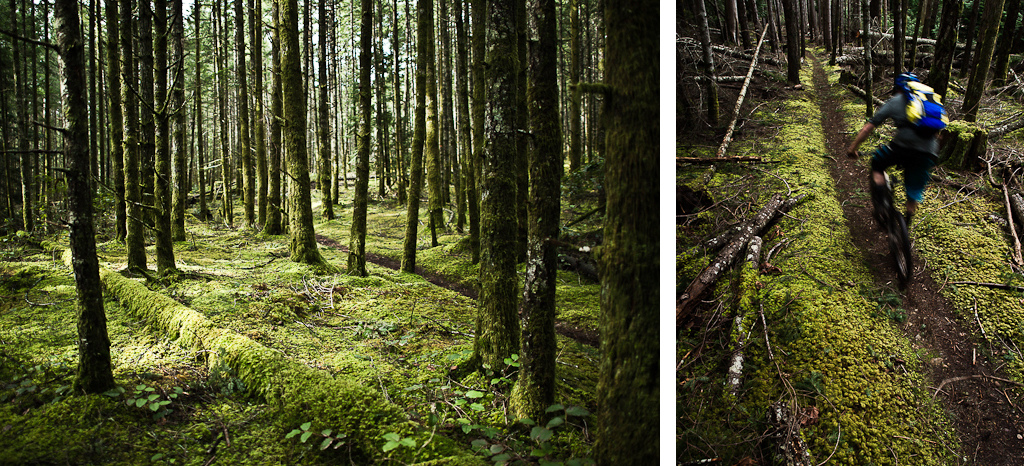 Honestly how does that much moss grow in one place