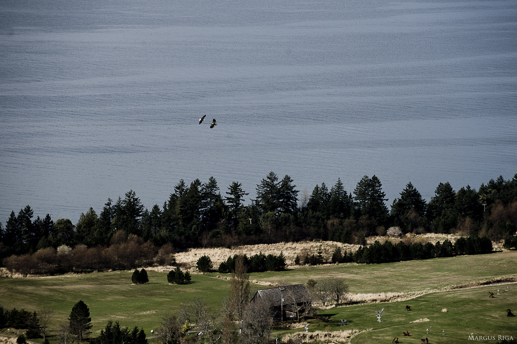 Eagles riding the currents.