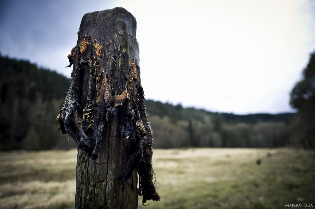 A goat skin on a post. Farm life what.