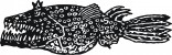 Team Fish Bike Club logo
