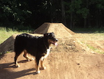 Trail dog Finn