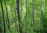 Mike Hopkins weaves his way through an aspen grove on the Bluff Trail outside of Trail, BC