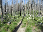 Trail in burn area at eastern end of trail.