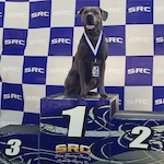 My girl Bella at the kmc winter series two weeks ago. She took 4th.Only Cane Corso out there. look for her at the next race!
