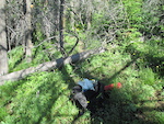 Tree across trail to be cut out.