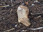 rock I found today...fossil or God's fingerprint?