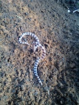 found this little fella while having a dig to and gave him a new home further of the trail. Bandy Bandy snake.