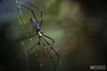 A local Golden Orb spider relaxes in the infamous Alien Tree section of track