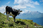 Token cow and snow-capped peaks Switzerland shot.