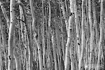 Aspen trees staked upon aspen trees in Aspen.