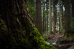 Rider: Andrew Teit | Location: Mt Seymour, BC | Trail: Boogie Nights
