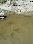 More prints in the submerged Paluxy River bed at Dinosaur Valley