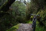 Heaphy track, rain forest.