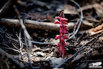 Sarcodes sanguinea … Sarcodes being derived from the Greek word sarkodes, which means "resembling flesh” and Sanguinea being a Latin term meaning "blood-red." Hmm, considering China Peak carnage, there just might be a theme here. The plant’s common name “Snow Plant” speaks to its emergence from snow-covered ground at high elevation. This specimen is just past its prime but still a striking sight along the trail.