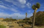 View boulder piles, Joshua trees, and other desert plants on this trail.