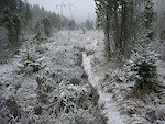 Easy (not many roots) trail with some snow on it to make it harder and more slippery.