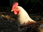 Another 1 of our chickens. 'Rosemary'