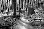 bobsled on fromme