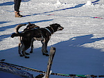 behind the start lines of the yukon quest