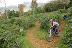 Seb Kemp and Katie Holden ride their bikes on trails near Blue Mountain in Jamaica at the Jamaica Fat Tyre Festival. This was part of the memorial ride for trail builder Ken Klowak who was killed last year in Mexico.