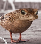 Frog bird