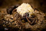 Scorpion post on http://ericpalmer.webgarden.com/menu/home/scorpion

©EP