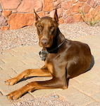 Michael Ferrentino rescued this sweetheart Doberman. Shame on them, happiness for Mikey!