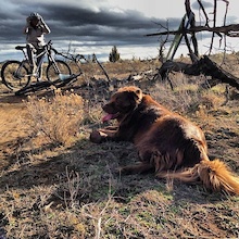 The greatest trail dog taking a rest.