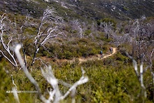 those dead trees were the most notable thing in the panorama on the upper part of Noble Canyon