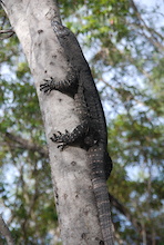 2m lace monitor hanging out at Davies creek